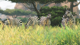 Cabela's African Adventures