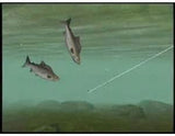 Reel Fishing: Angler's Dream