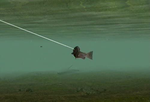 Reel Fishing: Angler's Dream